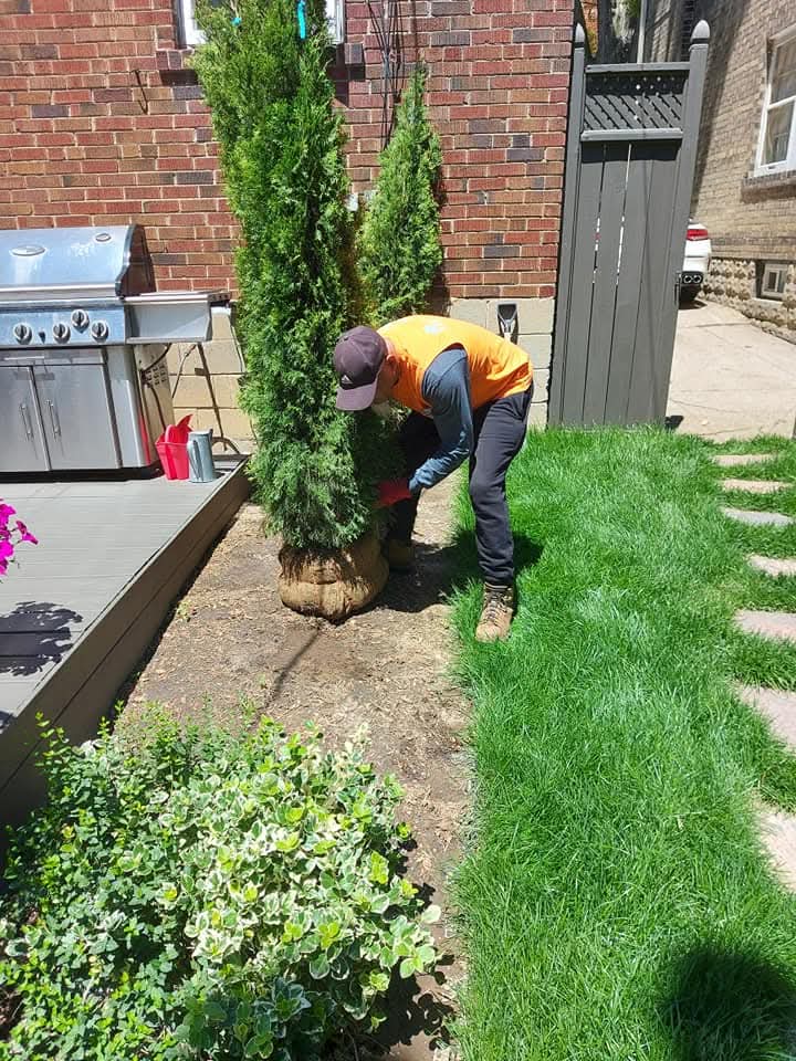 Planting fresh cedars along a side yard