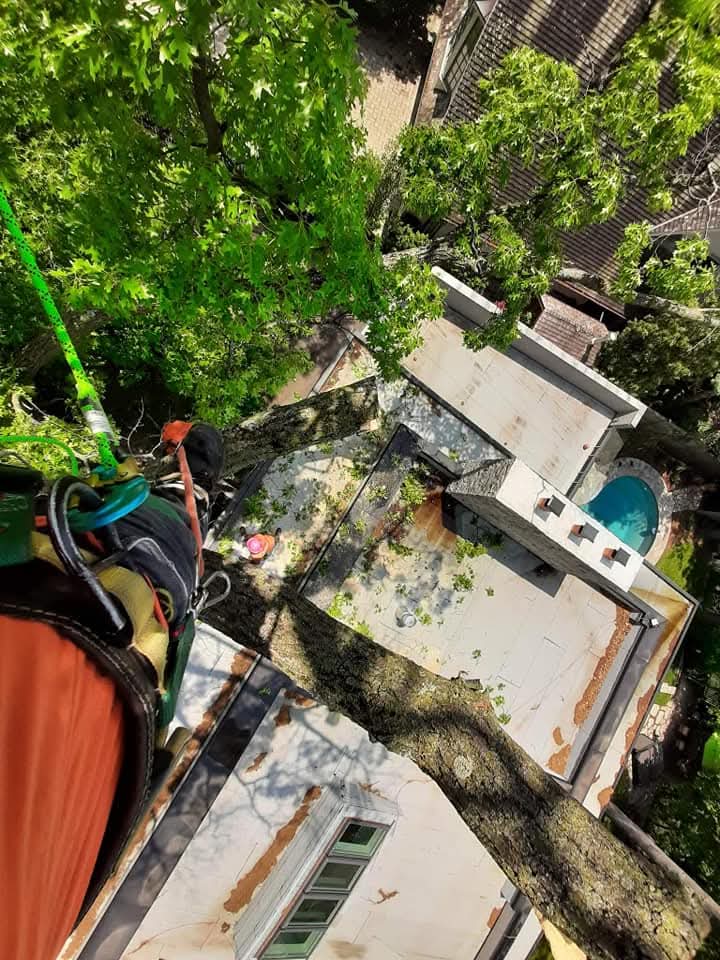 Tree pruning