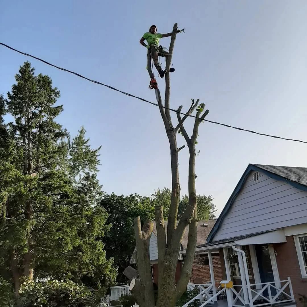 Tree removal