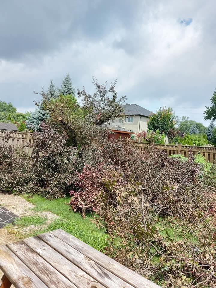 Brush and tree cleanup in a residential yard